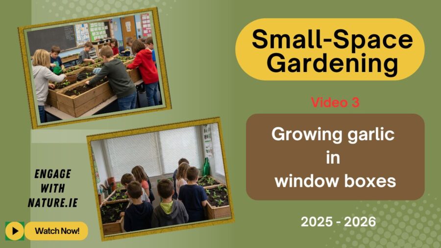 Small-Space Gardening (3)