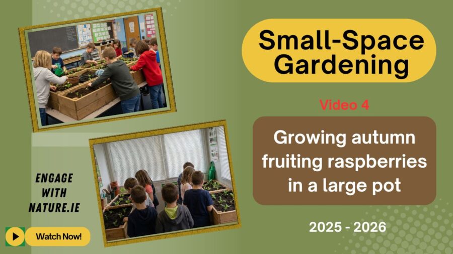 Small-Space Gardening (4)